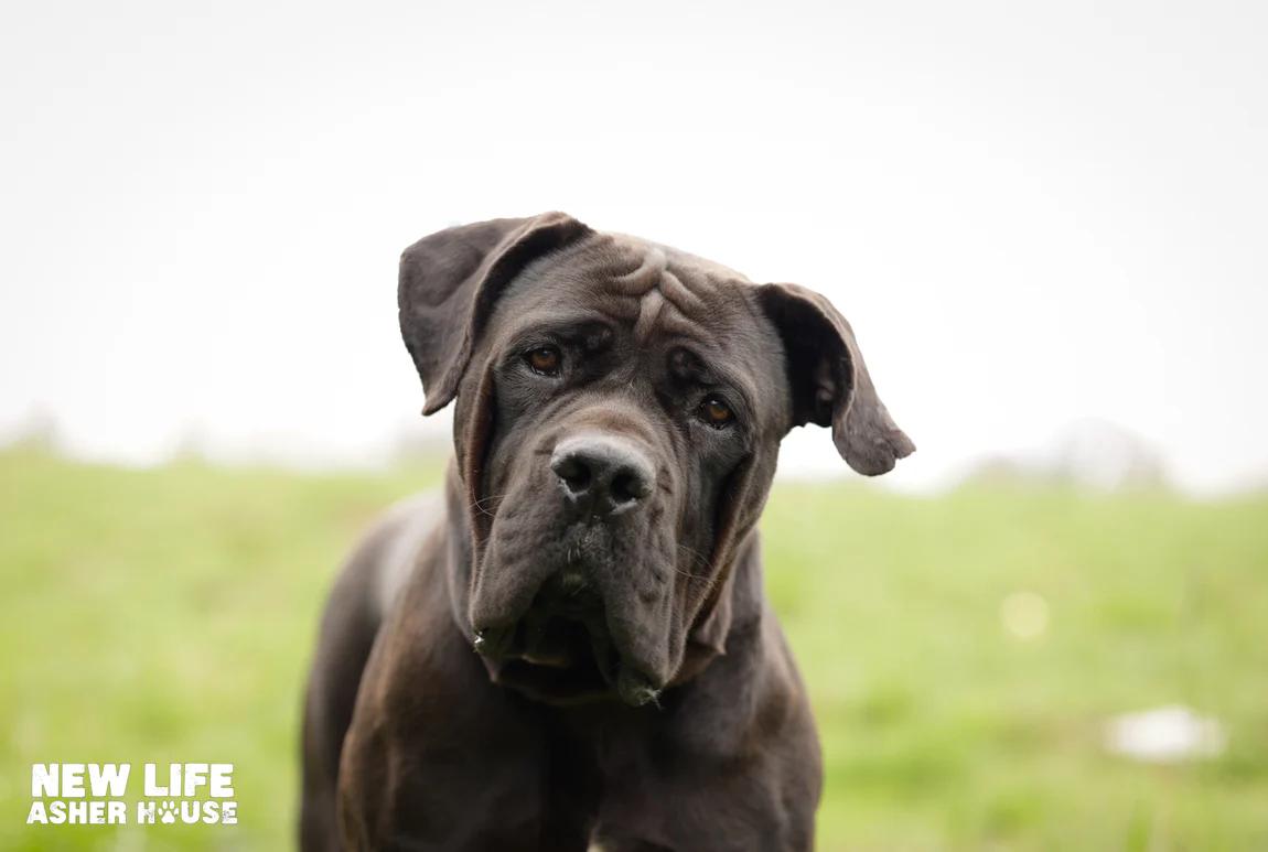 Ruthie, ADOPTABLE, Adult Female Boerboel.