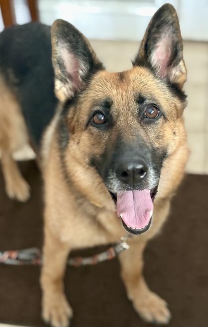 Britain, Adoptable, Adult Female German Shepherd Dog.