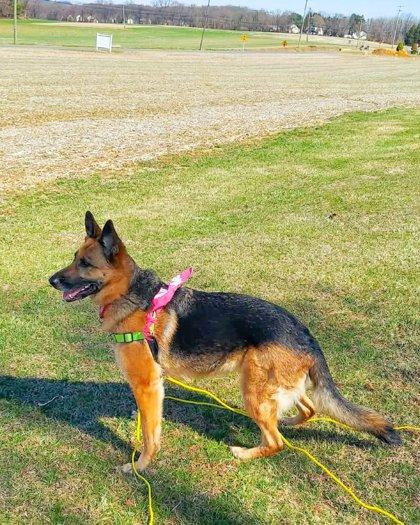 Enlarge Britain, a Adoptable German Shepherd Dog in Malvern, PA image 2/3
