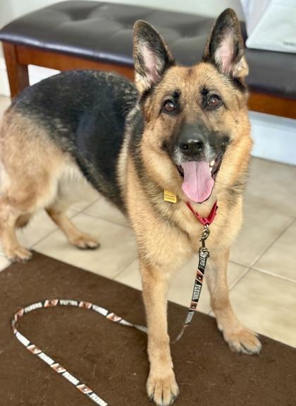 Enlarge Britain, a Adoptable German Shepherd Dog in Malvern, PA image 1/3