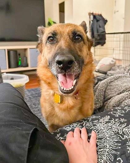 Enlarge Britain, a Adoptable German Shepherd Dog in Malvern, PA image 3/3