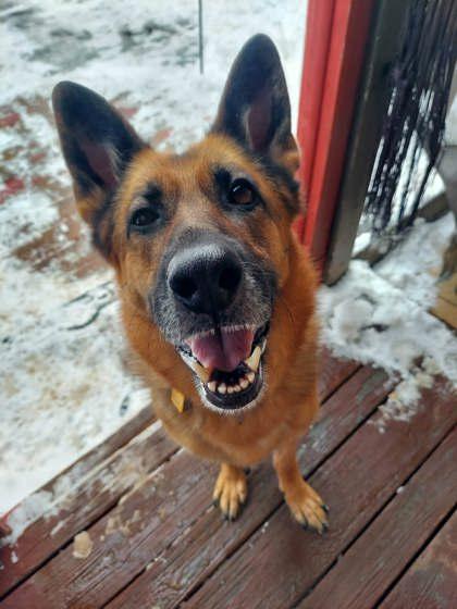 Enlarge Britain, a Adoptable German Shepherd Dog in Malvern, PA image 1/3