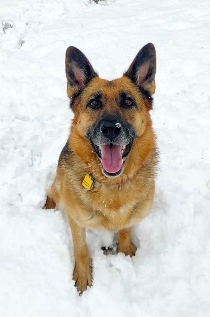 Enlarge Britain, a Adoptable German Shepherd Dog in Malvern, PA image 2/3