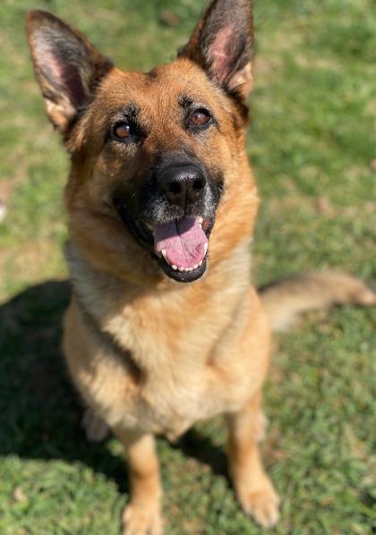 Enlarge Britain, a Adoptable German Shepherd Dog in Malvern, PA image 3/3