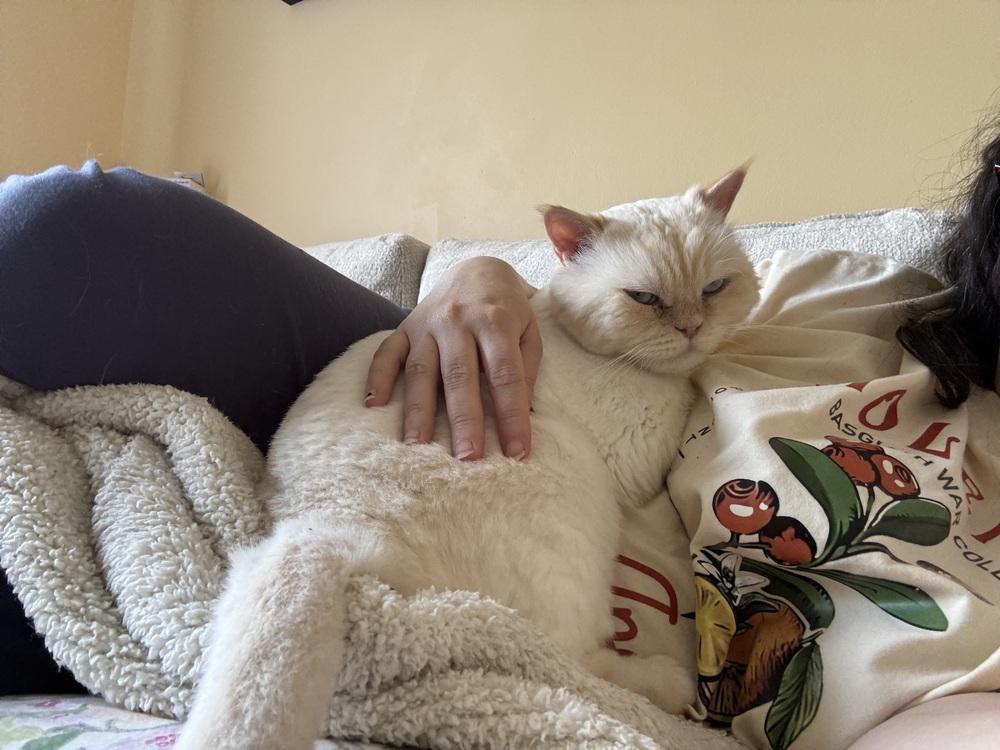 Helios, a Adoptable Persian in Vienna , VA image 1/4