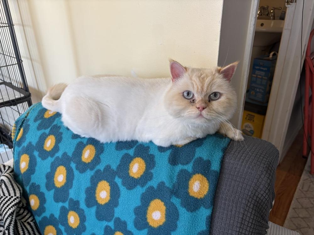 Helios, a Adoptable Persian in Vienna , VA image 2/4