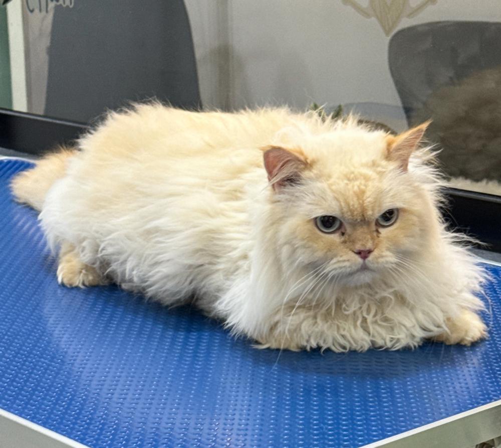 Helios, a Adoptable Persian in Vienna , VA image 3/4