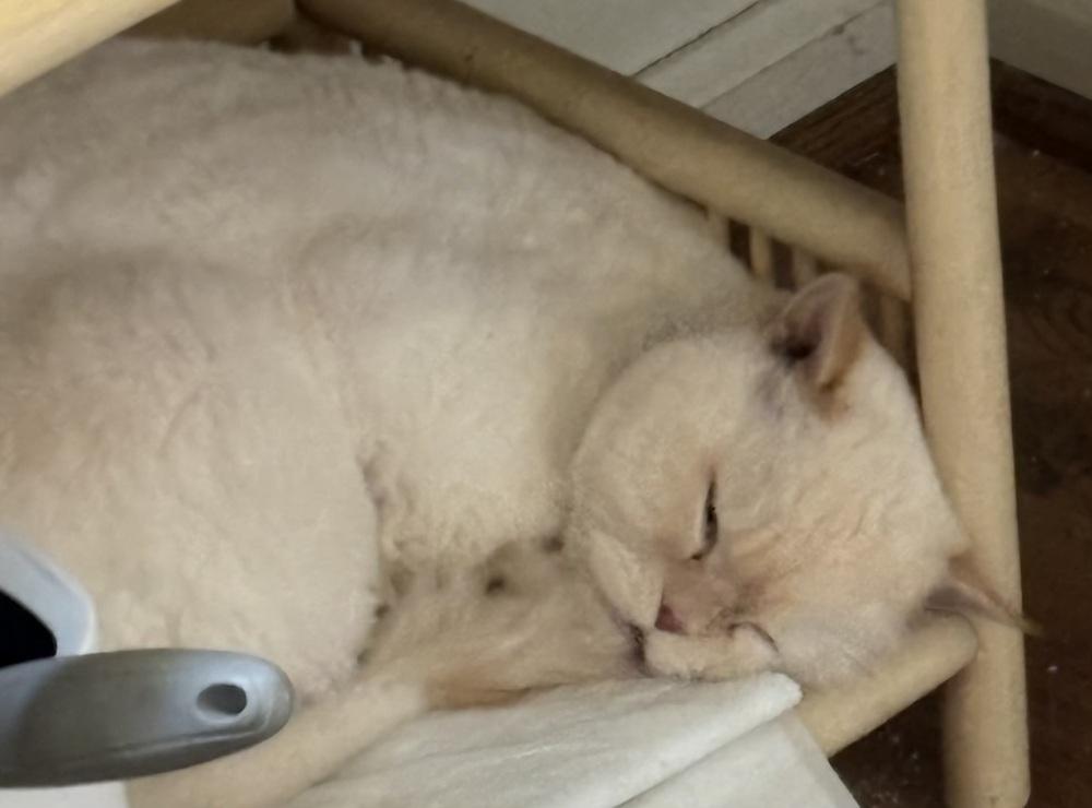 Helios, a Adoptable Persian in Vienna , VA image 4/4