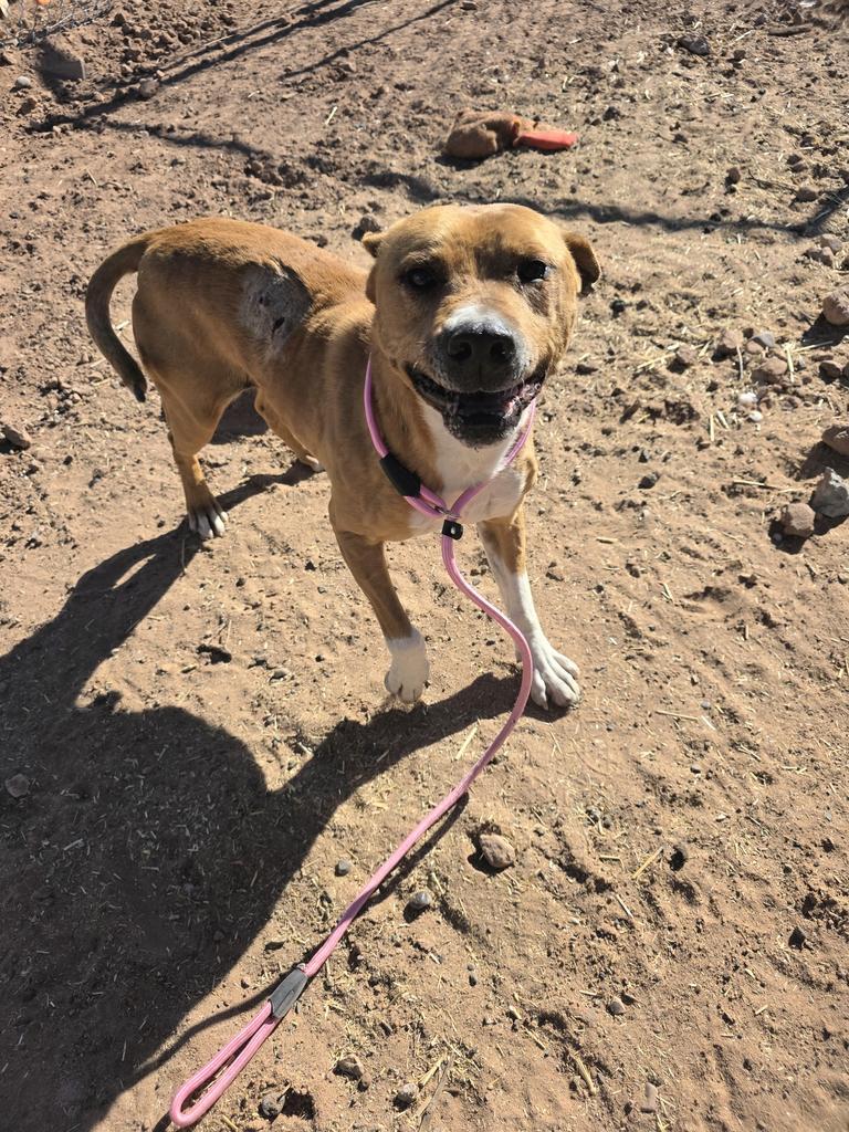 Red, Adoptable, Adult Male Cattle Dog & Mixed Breed.