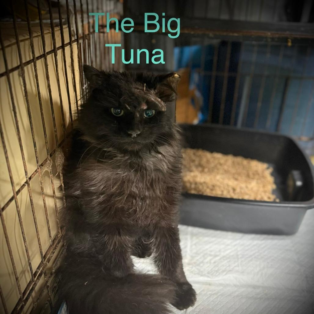 The Big Tuna, Adoptable, Adult Male Domestic Long Hair & Domestic Long Hair.