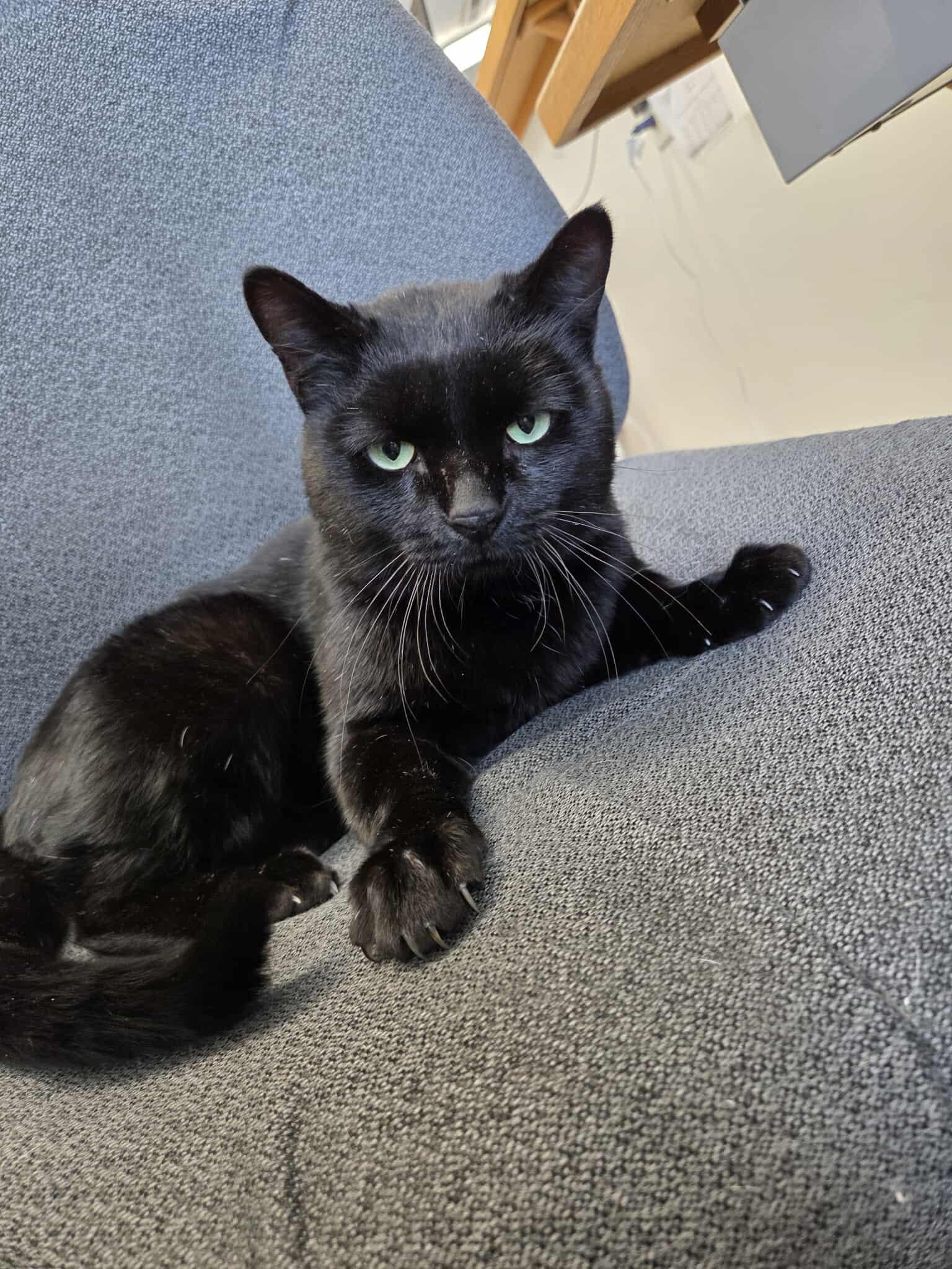 Enlarge Blackjack, a other Domestic Short Hair in Roosevelt, UT image 2/5