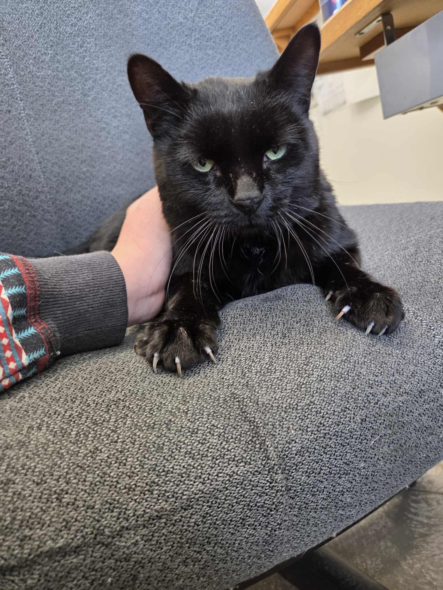 Enlarge Blackjack, a other Domestic Short Hair in Roosevelt, UT image 3/5