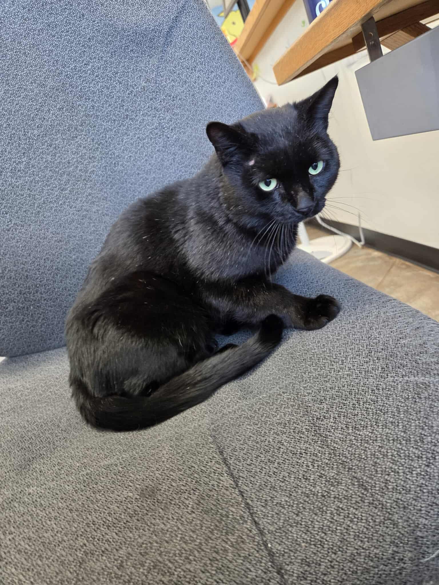 Enlarge Blackjack, a other Domestic Short Hair in Roosevelt, UT image 4/5