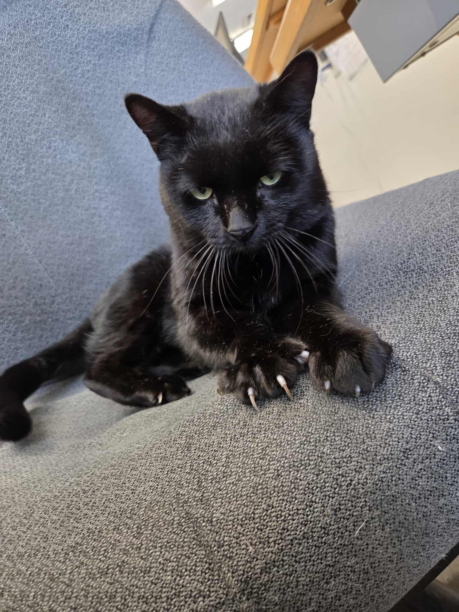 Enlarge Blackjack, a other Domestic Short Hair in Roosevelt, UT image 1/5