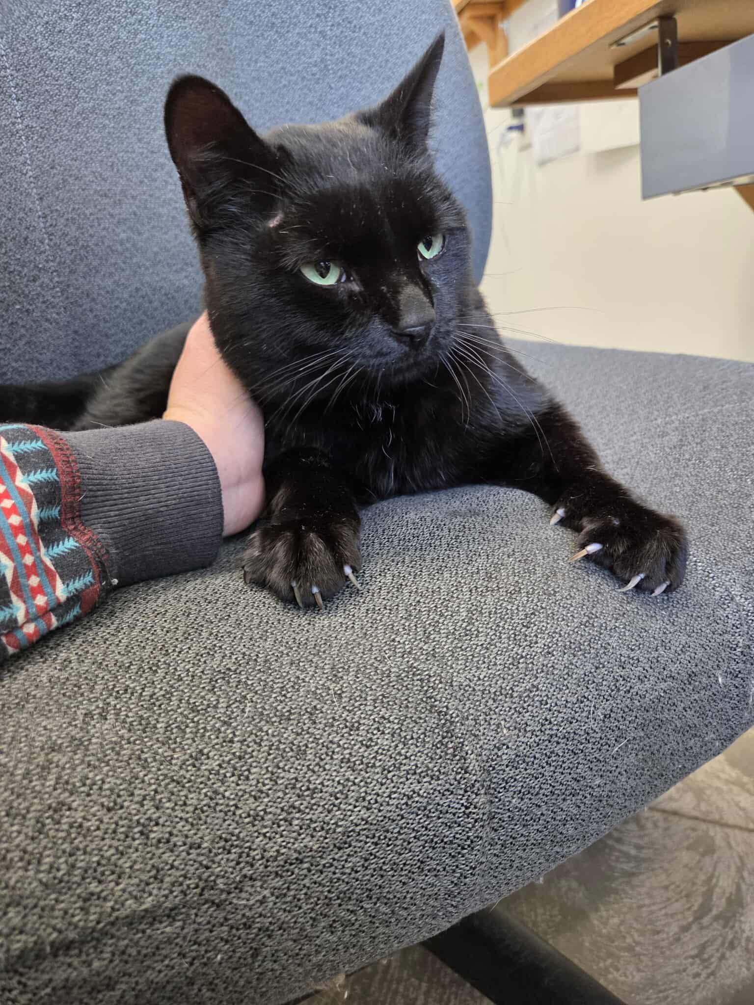 Enlarge Blackjack, a other Domestic Short Hair in Roosevelt, UT image 5/5