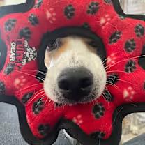 Juno (Courtesy Post, please email the owner directly.