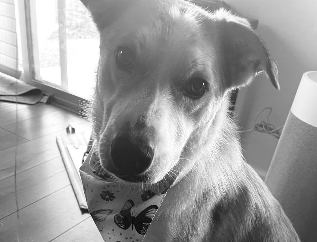 Juno (Courtesy Post, please email the owner directly.