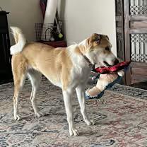 Juno (Courtesy Post, please email the owner directly.