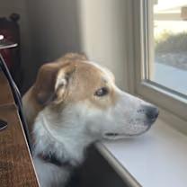 Juno (Courtesy Post, please email the owner directly.