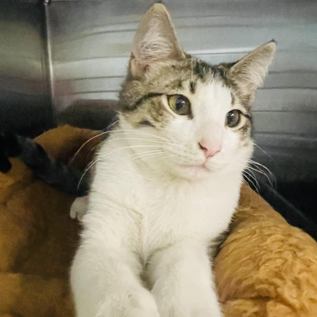 Enlarge Everest, a Adoptable Domestic Short Hair in Columbia Station, OH image 1/6