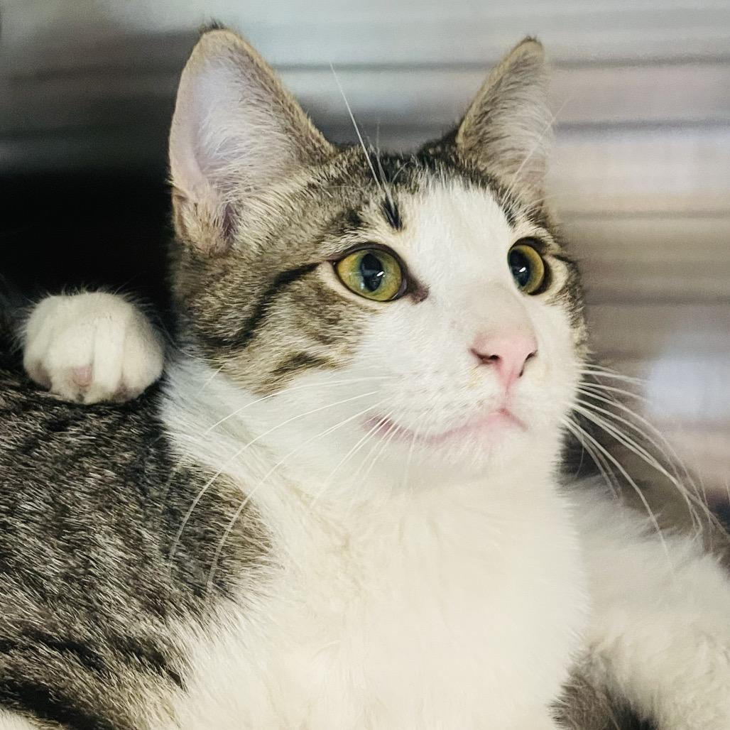 Enlarge Everest, a Adoptable Domestic Short Hair in Columbia Station, OH image 2/6