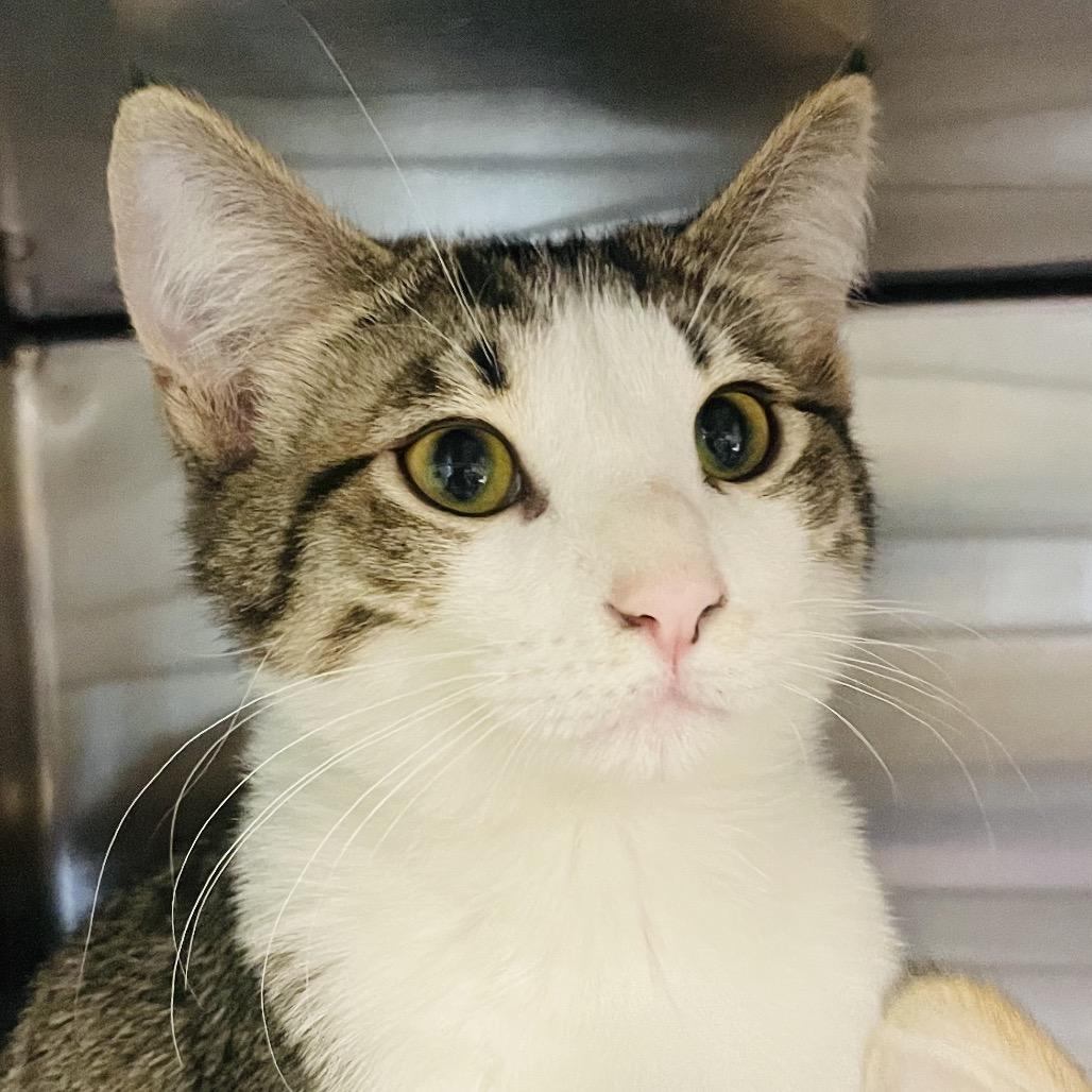 Enlarge Everest, a Adoptable Domestic Short Hair in Columbia Station, OH image 3/6