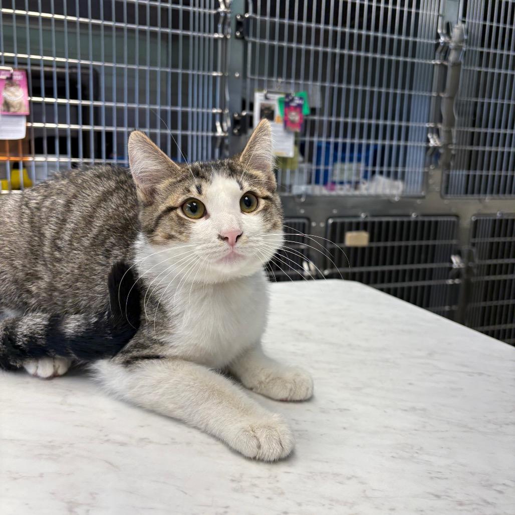 Enlarge Everest, a Adoptable Domestic Short Hair in Columbia Station, OH image 4/6