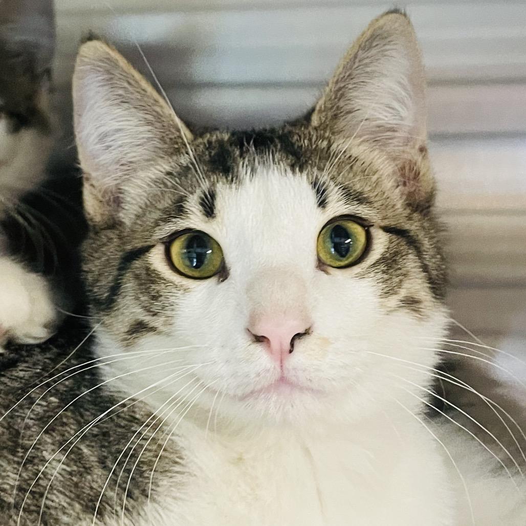 Enlarge Everest, a Adoptable Domestic Short Hair in Columbia Station, OH image 5/6