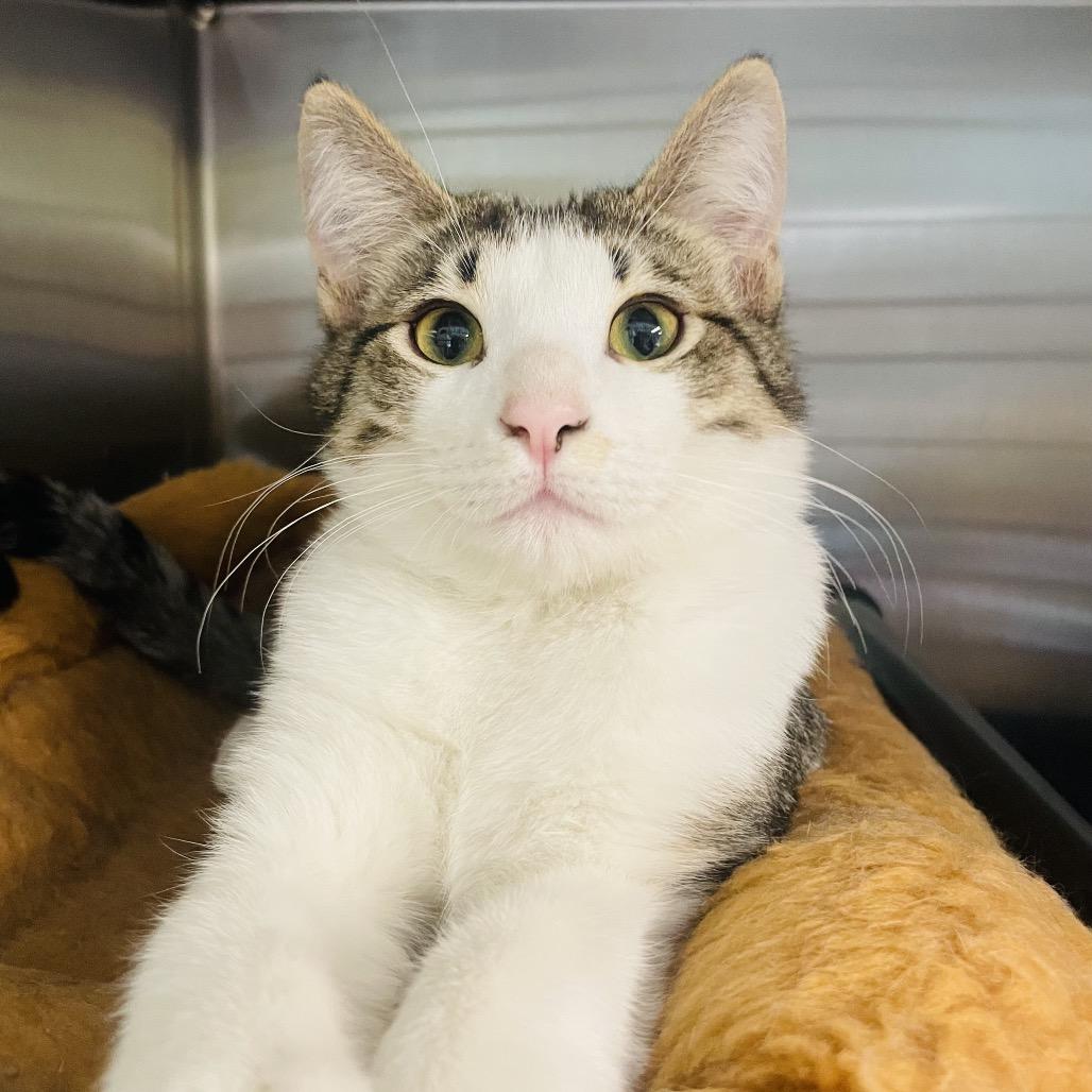 Enlarge Everest, a Adoptable Domestic Short Hair in Columbia Station, OH image 6/6