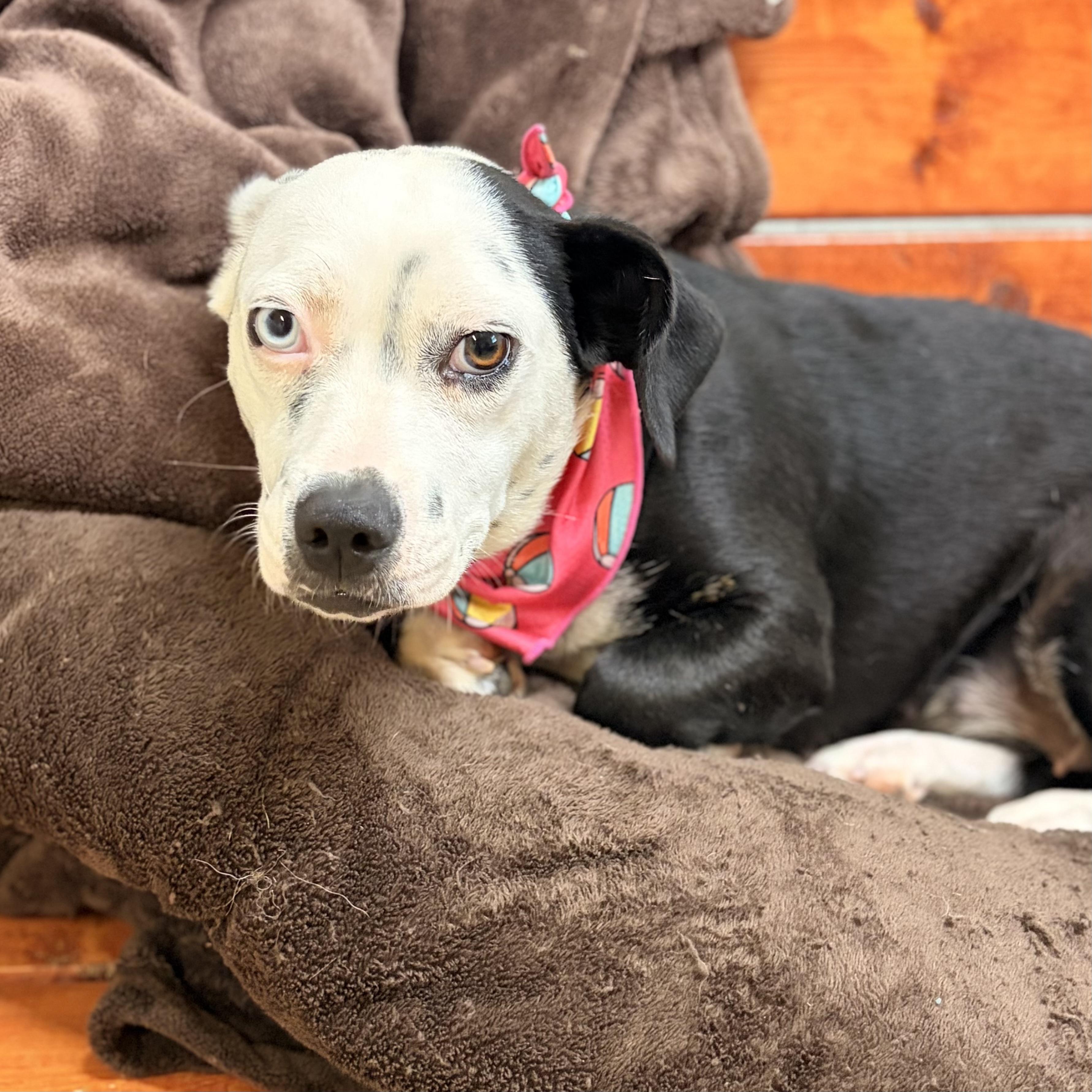 Shortay, adopted, Adult Female Corgi.