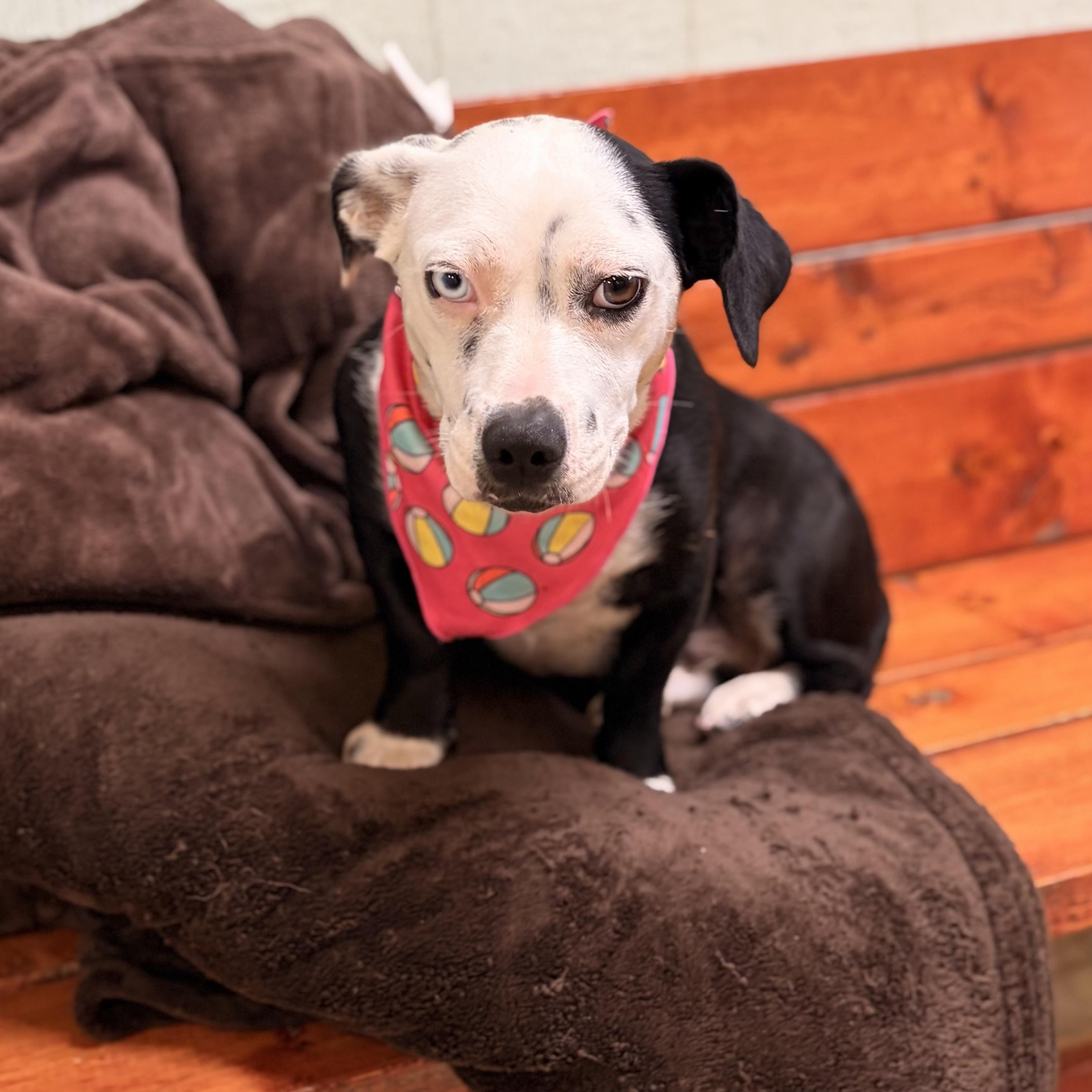 Shortay, an adopted mixed breed in Pilot Point, TX image 2/2