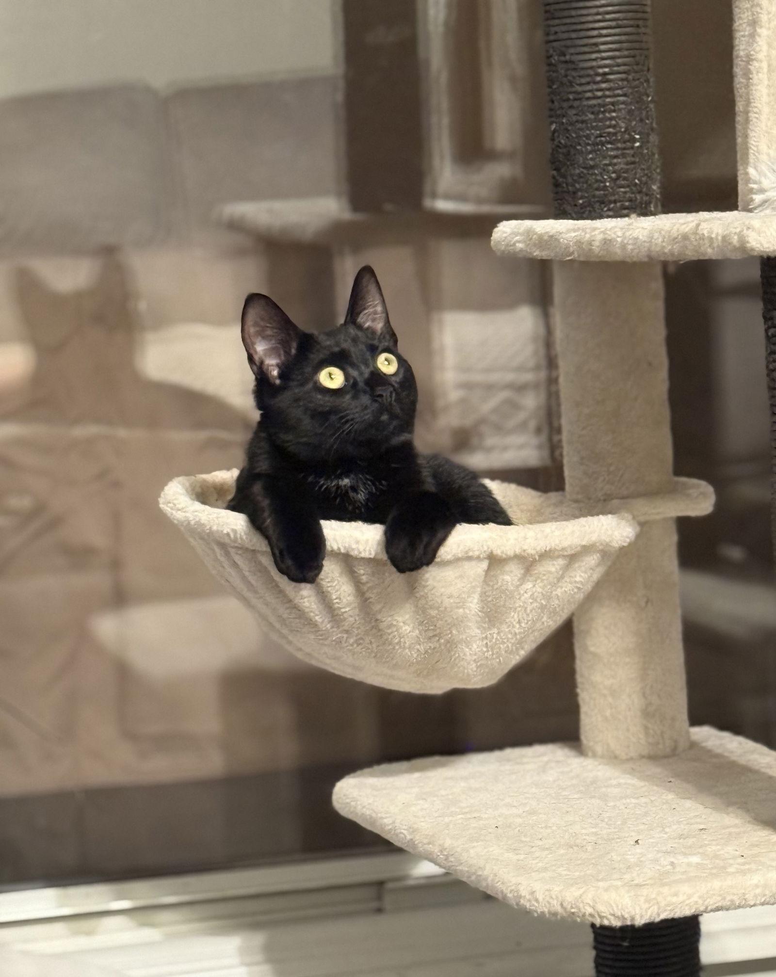 Enlarge Baby Spice, a Adoptable Domestic Short Hair in Lake Saint Louis, MO image 1/3