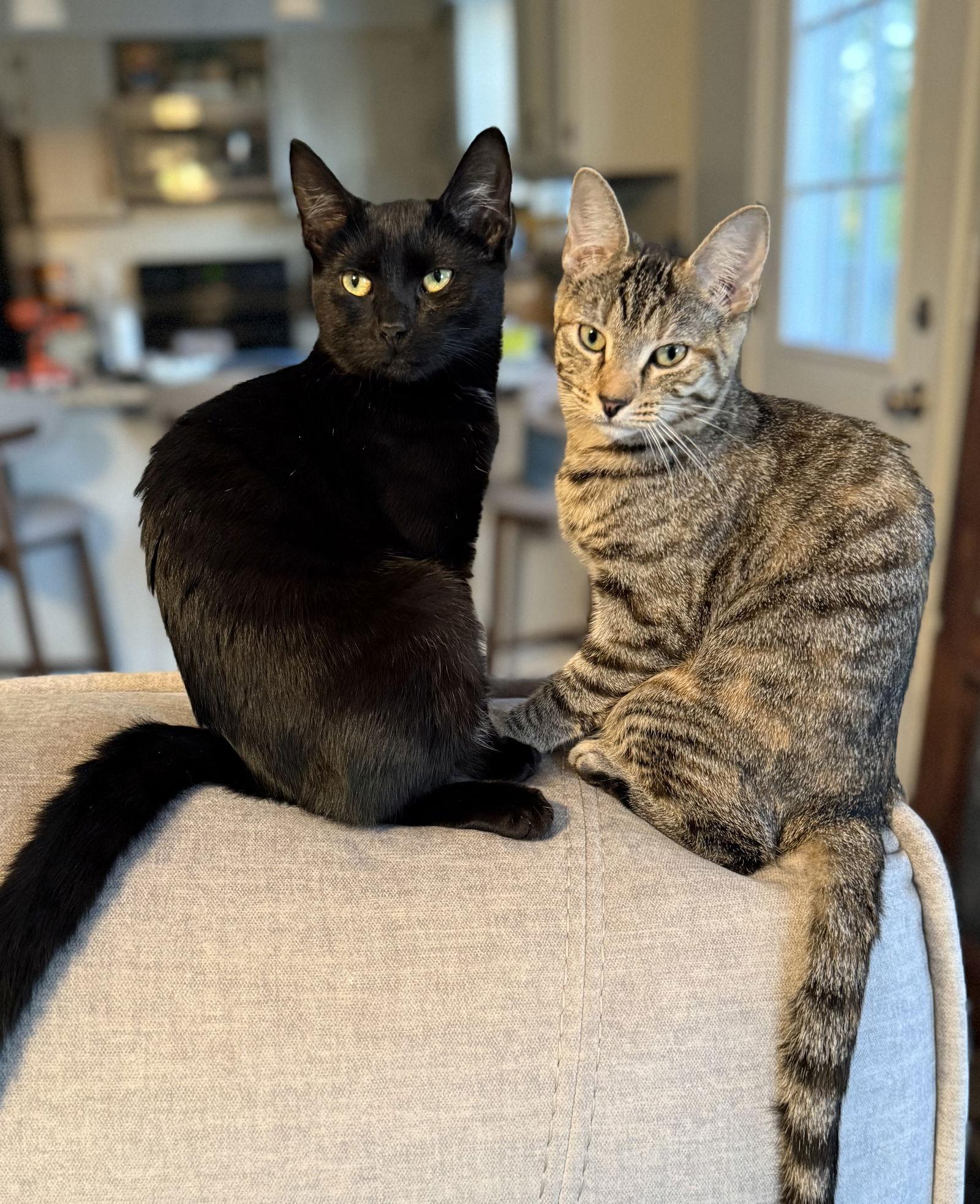 Enlarge Baby Spice, a Adoptable Domestic Short Hair in Lake Saint Louis, MO image 2/3