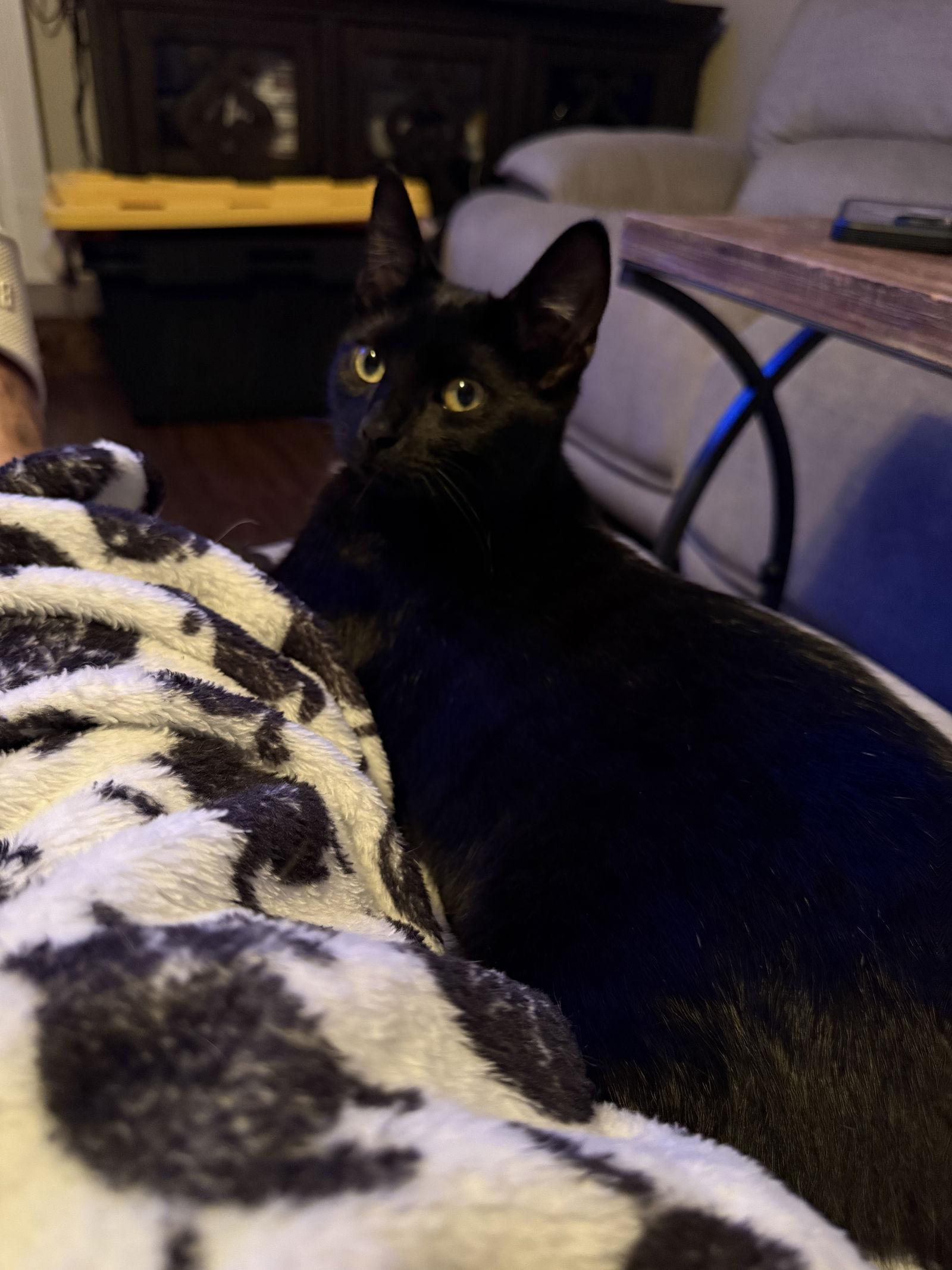 Enlarge Baby Spice, a Adoptable Domestic Short Hair in Lake Saint Louis, MO image 3/3