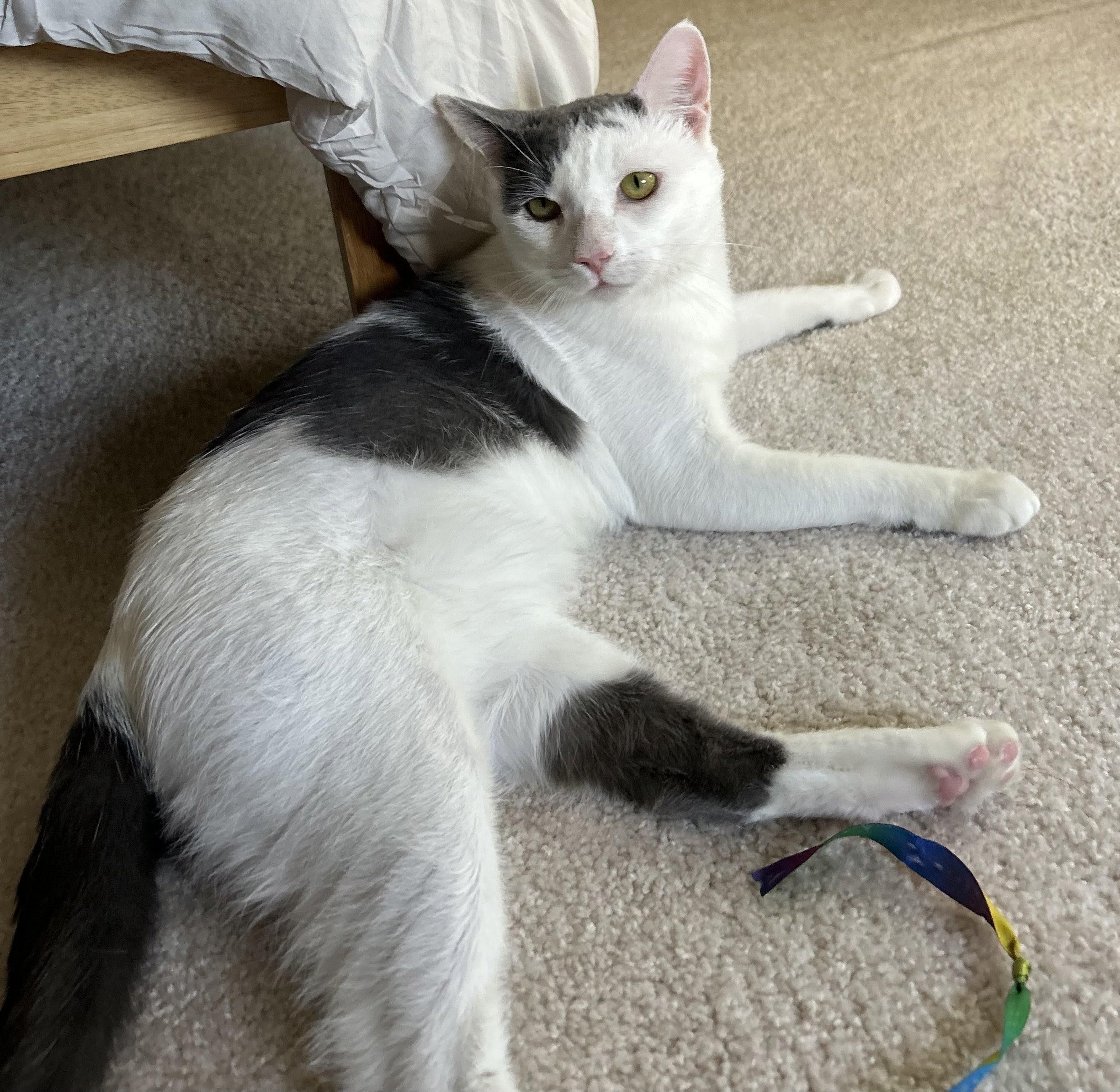 Hickory, a ADOPTABLE Domestic Short Hair in Las Vegas, NV image 1/4