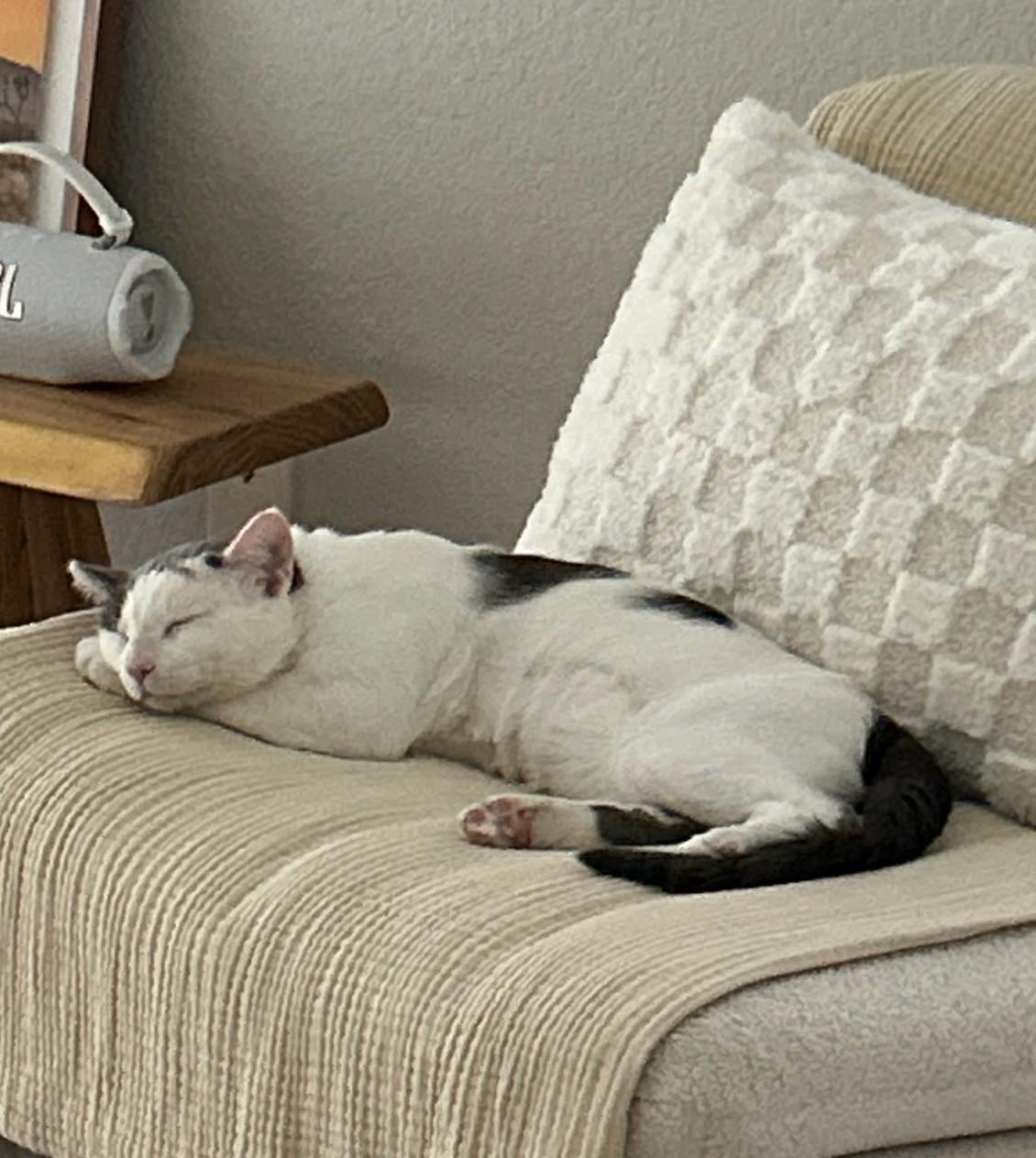 Hickory, a ADOPTABLE Domestic Short Hair in Las Vegas, NV image 4/4