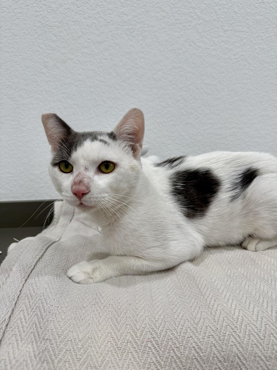 Hickory, a ADOPTABLE Domestic Short Hair in Las Vegas, NV image 1/2