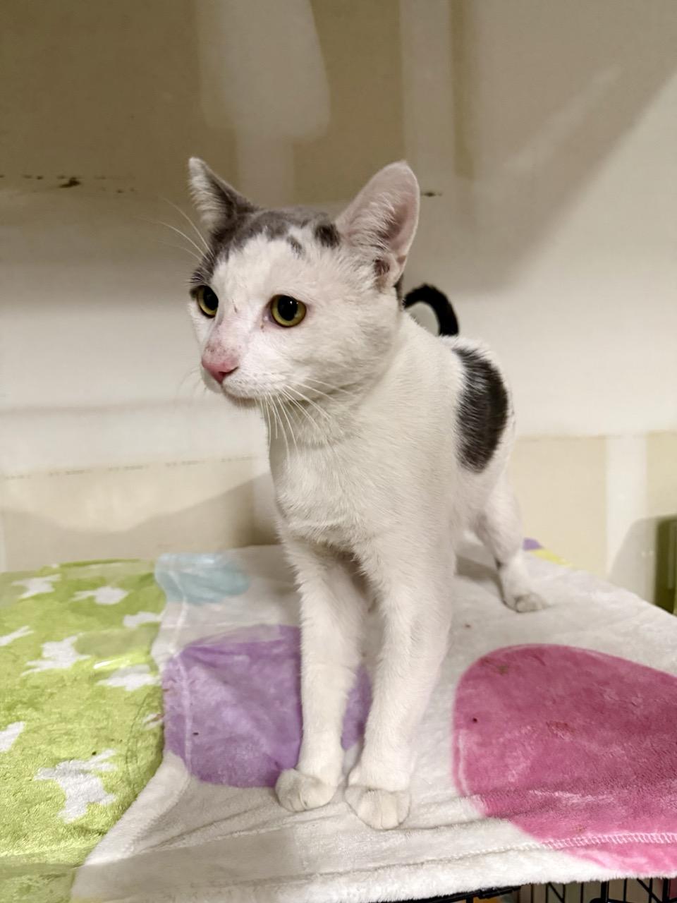 Hickory, a ADOPTABLE Domestic Short Hair in Las Vegas, NV image 2/2