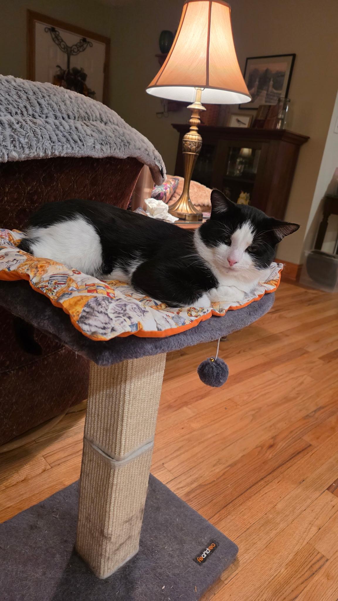 Enlarge Jake, a ADOPTABLE Domestic Short Hair in Greenwood, IN image 2/2