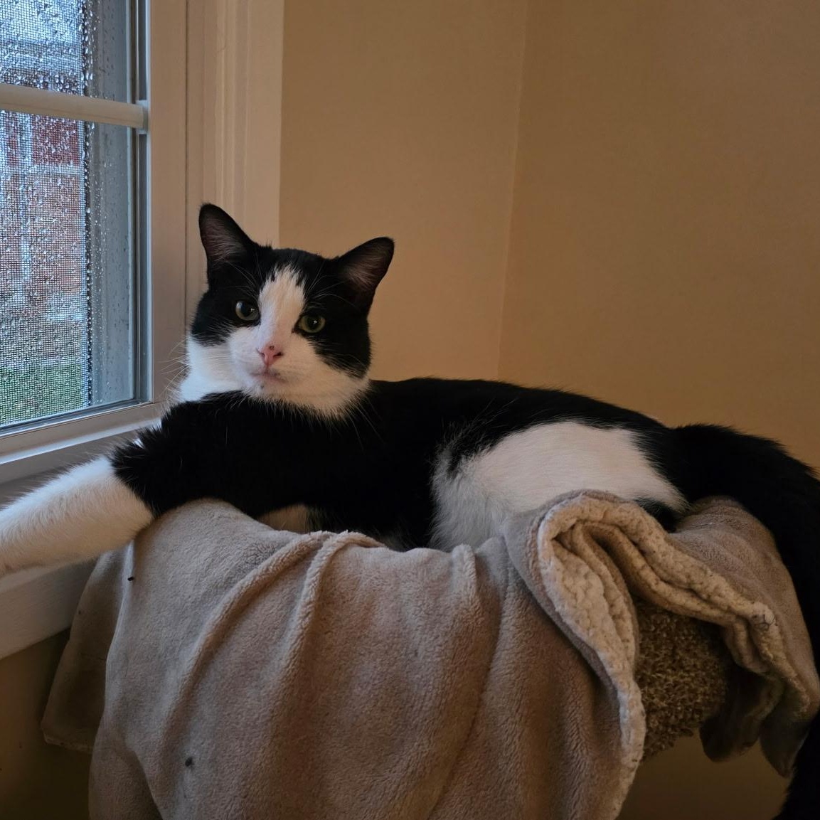 Jake, ADOPTABLE, Adult Male Domestic Short Hair.