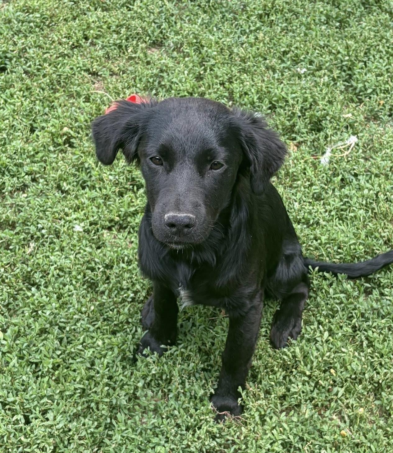 Shadow Jules, ADOPTABLE, Puppy Female Black Labrador Retriever.