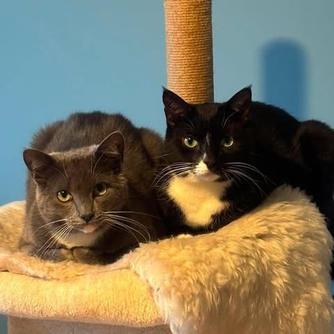 Enlarge ARBUTUS & BARBERRY, a ADOPTABLE Domestic Short Hair in Campbell River, BC image 2/6