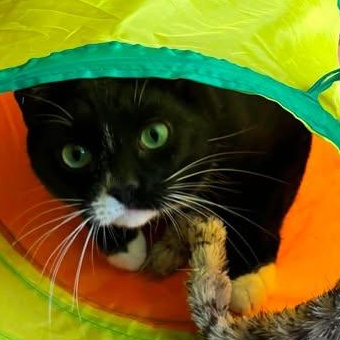 Enlarge ARBUTUS & BARBERRY, a ADOPTABLE Domestic Short Hair in Campbell River, BC image 6/6