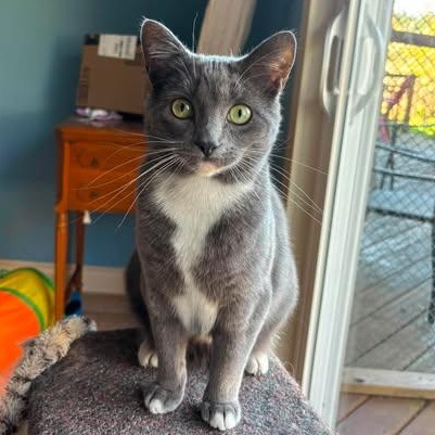 Enlarge ARBUTUS & BARBERRY, a ADOPTABLE Domestic Short Hair in Campbell River, BC image 3/6