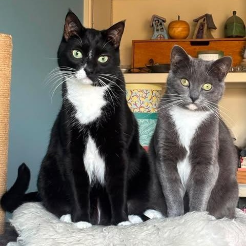 Enlarge ARBUTUS & BARBERRY, a ADOPTABLE Domestic Short Hair in Campbell River, BC image 1/6