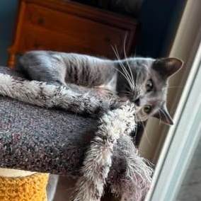 Enlarge ARBUTUS & BARBERRY, a ADOPTABLE Domestic Short Hair in Campbell River, BC image 4/6