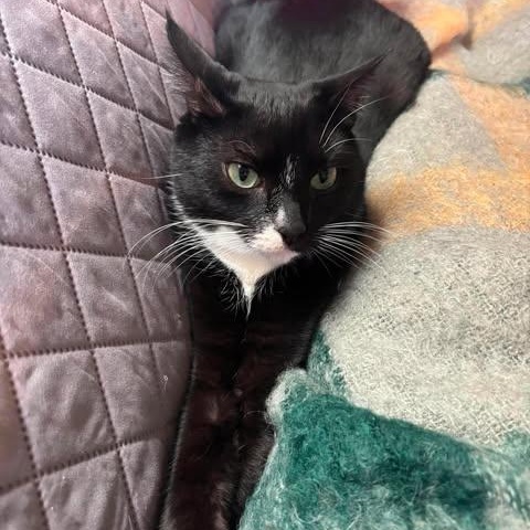 Enlarge ARBUTUS & BARBERRY, a ADOPTABLE Domestic Short Hair in Campbell River, BC image 5/6