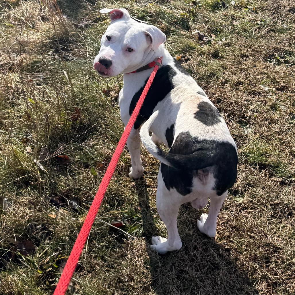 Oreo McFlurry, Adoptable, Adult Male Pit Bull Terrier.