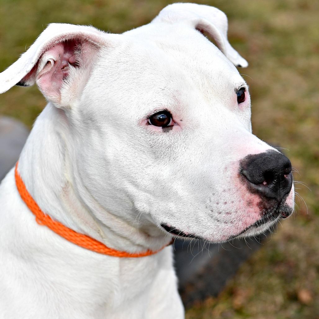 Enlarge Oreo McFlurry, a Adoptable Pit Bull Terrier in York, PA image 3/6
