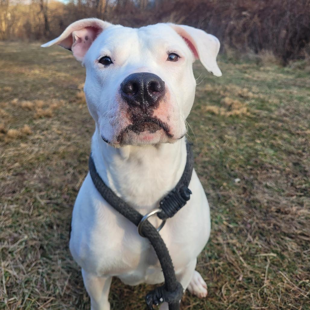 Enlarge Oreo McFlurry, a Adoptable Pit Bull Terrier in York, PA image 5/6